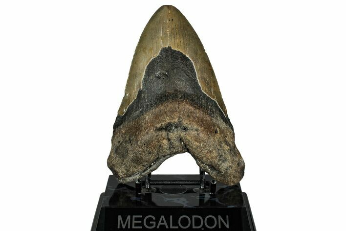 Fossil Megalodon Tooth - North Carolina #328324